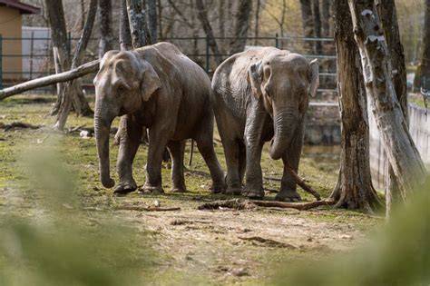 Infografie: Principiile bunăstării animalelor în grădini zoologice