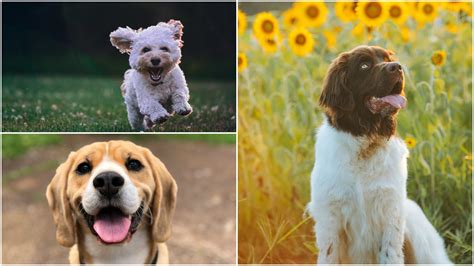 Câine care își protejează stăpâna însărcinată