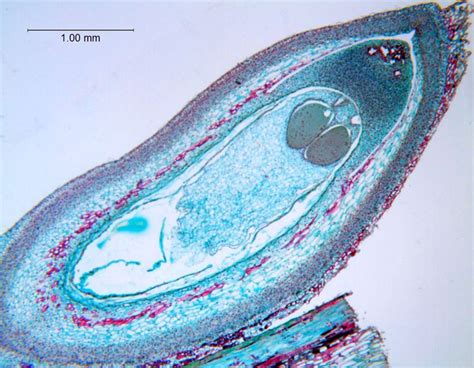 Microscop analizând ovule