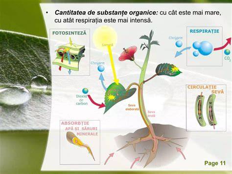 Infografic: plante galactogene si mecanismul lor