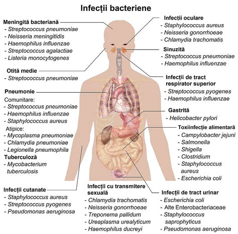 Ilustrație a bacteriilor cauzând fasceită necrozantă