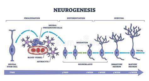 Diagramă a procesului de neuroregenerare post-paralizie facială