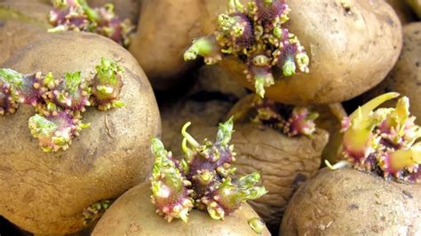 Grafic IMC și riscuri pentru sănătate