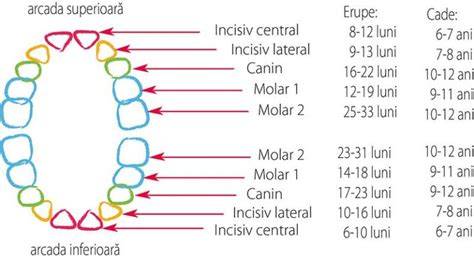 Infografic despre eruptia dentara la bebelusi: etape, simptome si recomandari