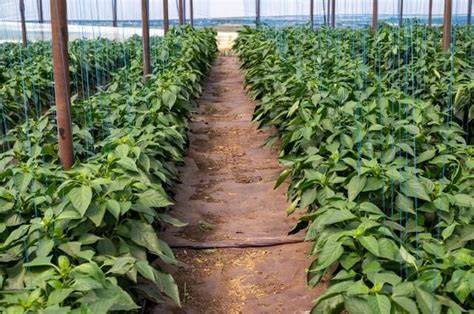 Diagramă: sinergii între îngrășăminte și pesticiduri pentru ardei