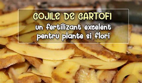 Infografic: cum se face îngrășământ natural din coji de cartofi și banane