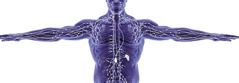 Diagrama cauzelor posibile ale ganglionilor limfatici mariti la copii