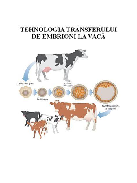 Infografic: Etapele FIV - de la recoltarea ovocitelor la transfer de embrioni