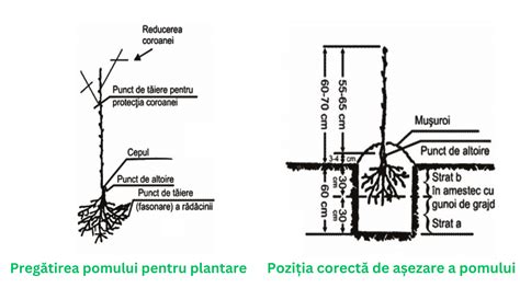 Schema proces mocirlire rădăcini pomi