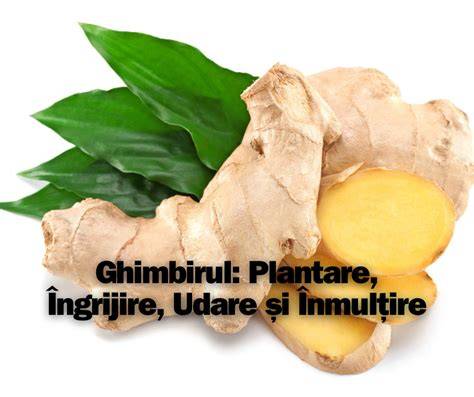 Infografic: Îngrijire după plantare (udare, mulcire, tutori)