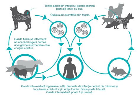 Segment de tenie în fecale