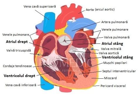 Diagrama inimii la copii cu defecte congenitale