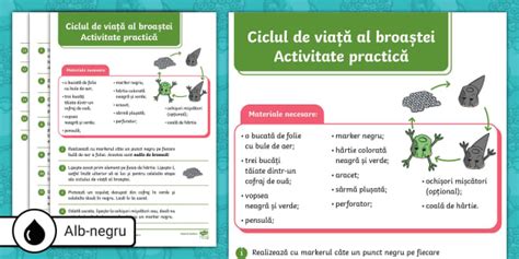 Reprezentare grafică a ciclului de viață al placentei