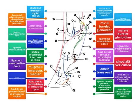 Schemă a articulației