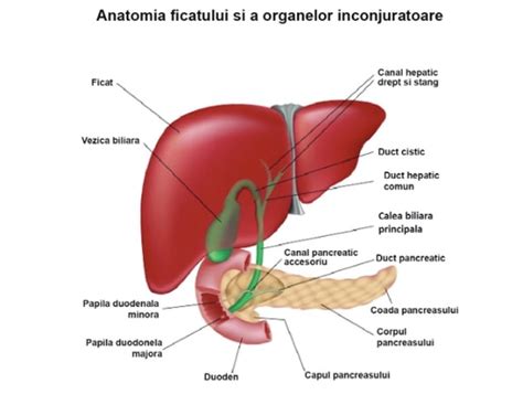 Anatomia ficatului
