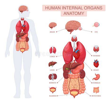 Infografic cu anatomia ombilicului: poziție și conexiuni anatomice
