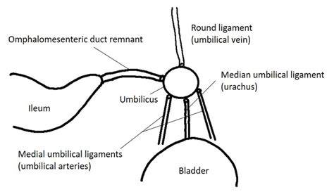 Diagramă comparativă: buric, ombilic, navelo, umbilicus în română vs. engleză