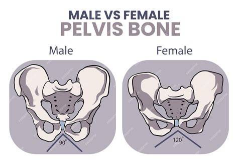 Diferențe pelvis feminin vs masculin