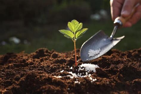 Schema fertilizării solului: tipuri de îngrășăminte și cicluri sezoniere