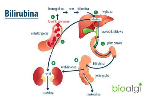 Infografic: ciclu bilirubina, calea bilirubinei in organism