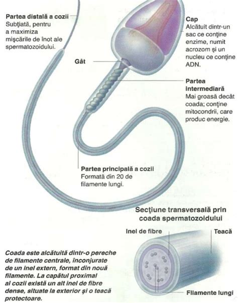 Schema organelor genitale masculine si fluxul de spermatozoizi