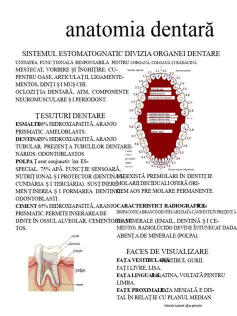Infografic: anatomia nervului dentar, pulpa dentară, canalele radiculare