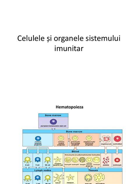Schema practică: alimentație-outcome imunitar