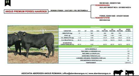 Infografic: ciclul reproductive la vacile Aberdeen Angus, cu fazele receptivității, ovulației și perioadele de fertilizare