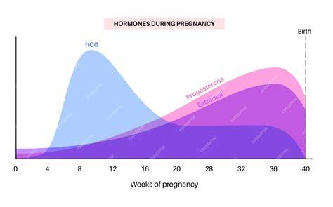 Infographic: forma horomului hCG si principalele sale roluri in sarcina
