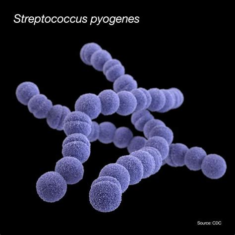 Bacterii Streptococcus pyogenes