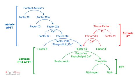 Infografic: Cascada coagularii si rolul FactorV Leiden