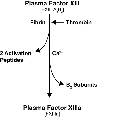 Diagrame: FXIII activation și legături incrucișate in fibrină