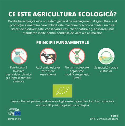Infografic: fluxul personalizării produselor Gravolo de la idee la produs final
