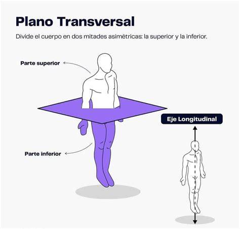 Diagrama inciziilor cezariene: transversal vs vertical
