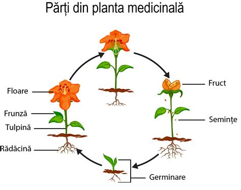 Infografie despre plantele Rosaceae, cu rol hormonal si modele de utilizare