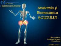 Anatomia articulatiei soldului