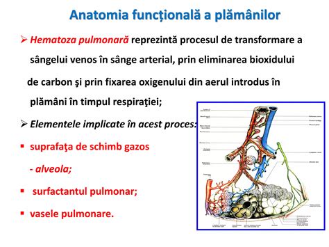 Diagrama schimbului de gaze în plămâni