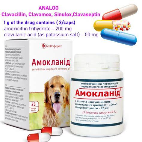 Infografie: Mecanismul de acțiune al Augmentin - amoxicilină + acid clavulanic