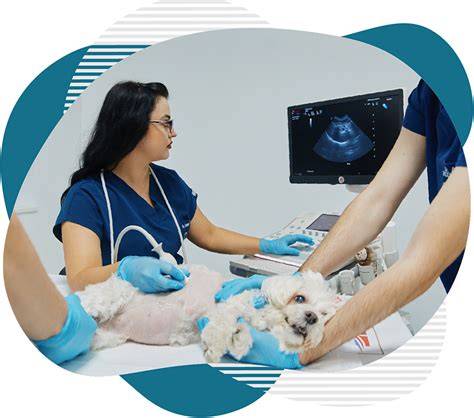 LifeSCAN 4D: ecografie avansată pentru familie