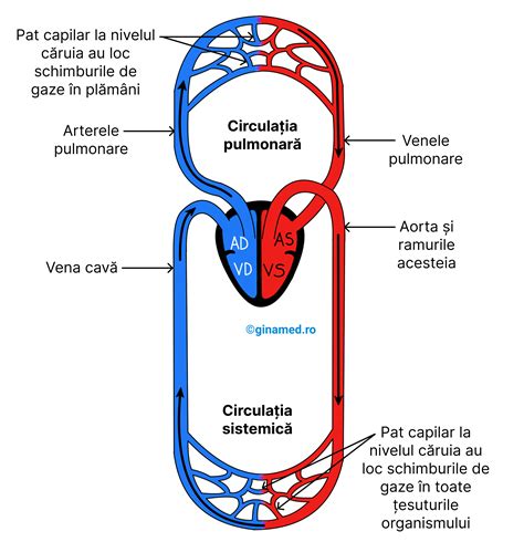 Diagrama care arată fluxul sanguin crescut și presiunea uterului asupra venelor în timpul sarcinii