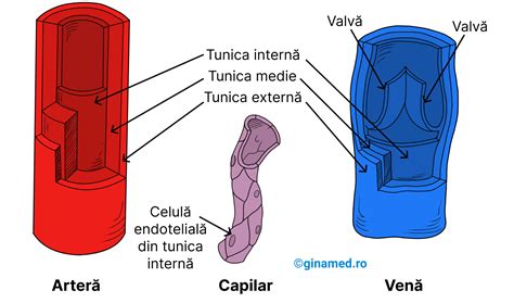 Ilustrație a mecanismului de vasoconstricție și vasodilatație