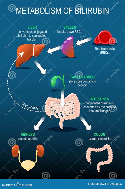 Infografic: Mecanismul icterului - de la producția bilirubinei până la excreție
