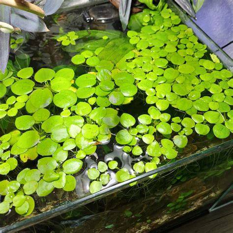 Plante plutitoare utile pentru adăpostirea puilor de guppy și alte specii vivipare