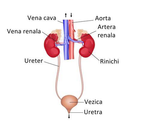 Diagrama structurii aparatului urinar: rinichi, uretere, vezica, uretra