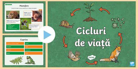 Infografie: ciclul de viață al porcului de la naștere la îngrășare