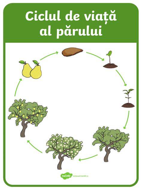 Infographic: ciclul de crestere al parului si rolul placentei vegetale