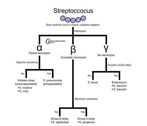 Diagrama tipuri Streptococcus si afectiuni asociate