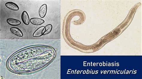 Oxiurii Enterobius vermicularis - structură și observații