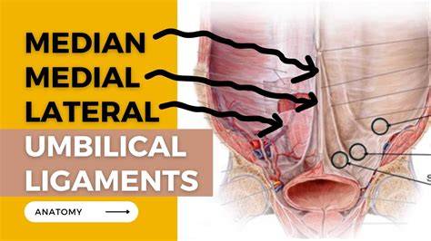 Imagini: Elemente anatomice ale ligamentuului ombilical median, traseu de la vezică la ombilic