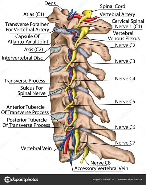 Doctor examinând coloana vertebrală